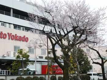 2018_03_23_イトーヨーカドー桜1.jpg