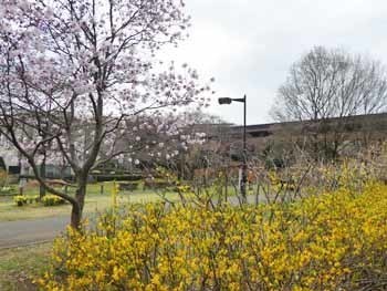 2018_03_23_東大和南公園_ハナコブシ.jpg