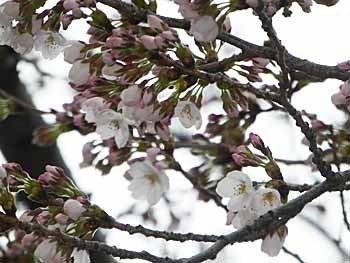 2018_03_23_東大和南公園_ビッグエー桜.jpg