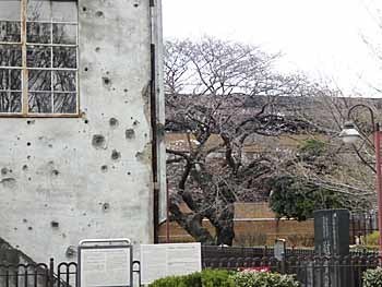 2018_03_23_東大和南公園_変電所桜1.jpg