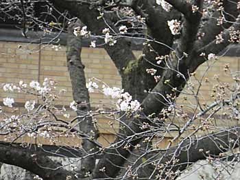 2018_03_23_東大和南公園_変電所桜2.jpg